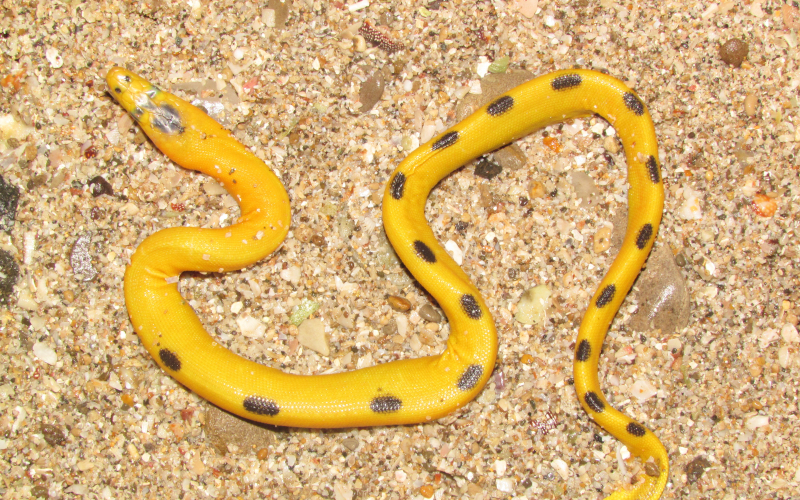 Hydrophis platura, foto por Alejandro Solorzano