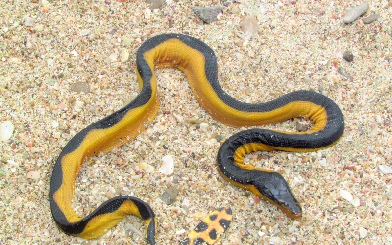 Hydrophis platura, foto por Alejandro Solorzano