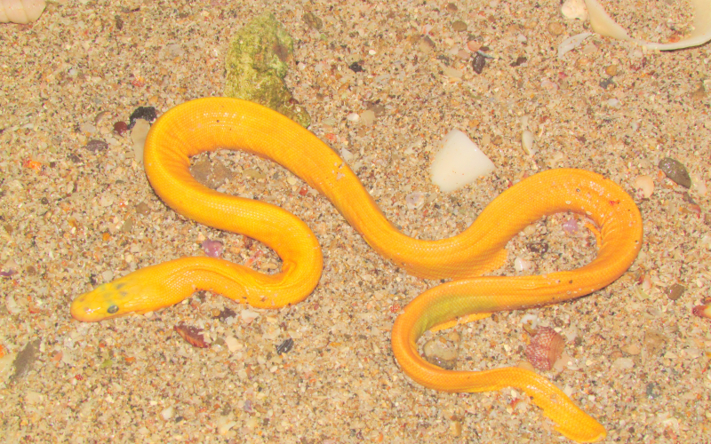 Hydrophis platura, foto por Alejandro Solorzano