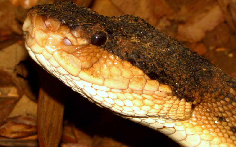 Lachesis melanocephala, foto por Alejandro Solorzano