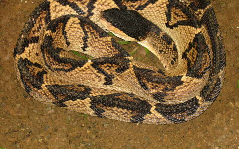 Lachesis melanocephala, photo by Alejandro Solorzano