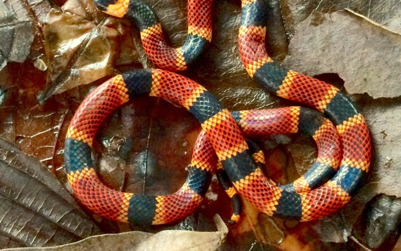 Micrurus alleni. Coral gigante de agua foto por Alejandro Solorzano