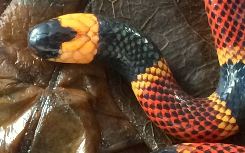 Micrurus alleni. allen’s coral snake photo by Alejandro Solorzano