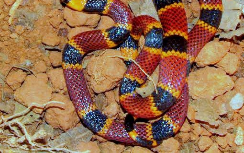 Micrurus alleni. allen’s coral snake photo by Alejandro Solorzano