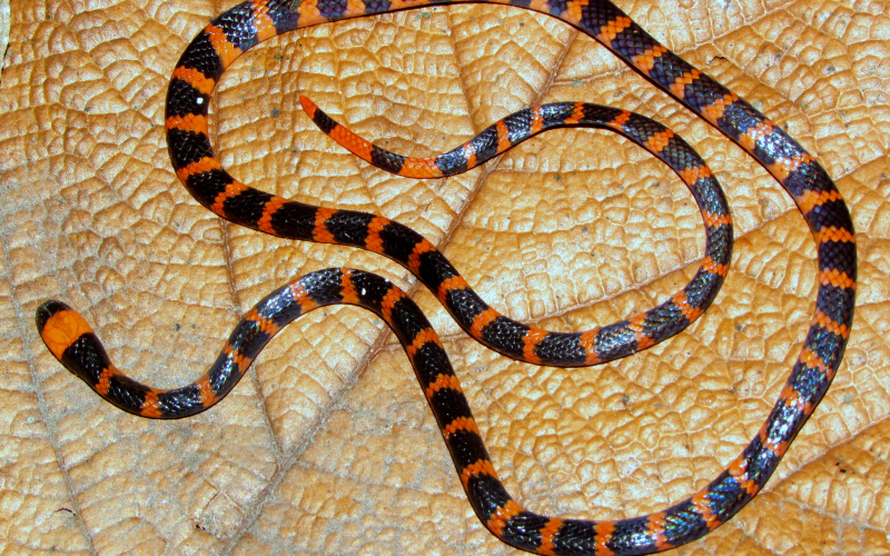 Micrurus mipartitus, photo by Alejandro Solorzano