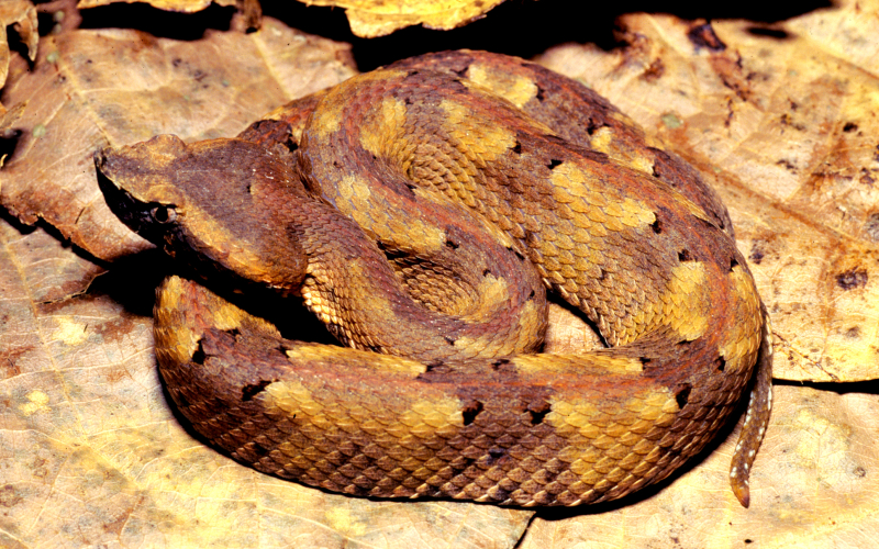 Porthidium nasutum, photo by Alejandro Solorzano