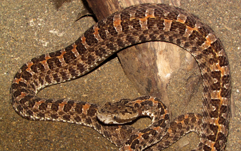 Porthidium ophryomegas, foto por Alejandro Solorzano