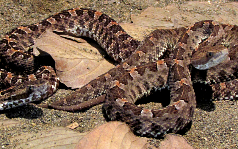 Porthidium ophryomegas, foto por Alejandro Solorzano