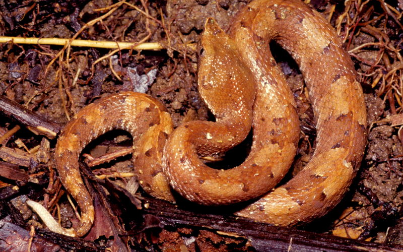 Porthidium porrasi, photo by Alejandro Solorzano