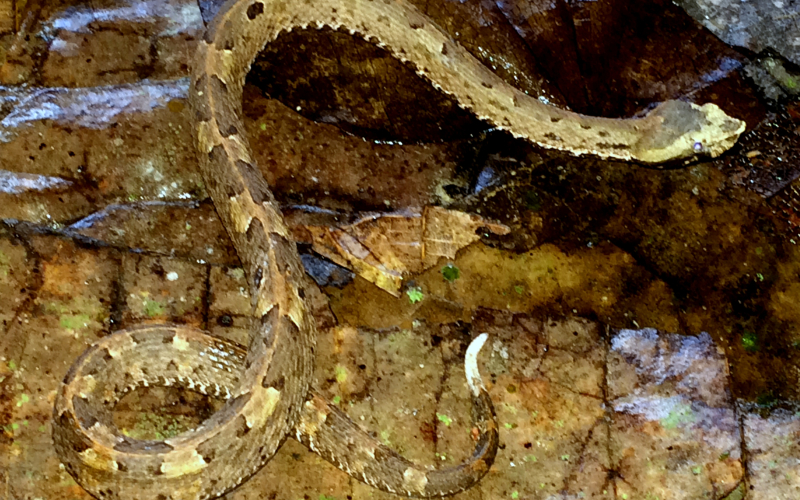 Porthidium porrasi, photo by Alejandro Solorzano