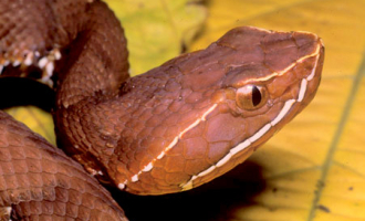 Agkistrodon howardgloydi. Photo by Alejandro Solorzano