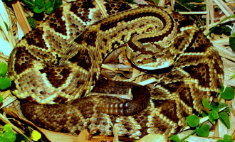 Crotalus simus. Autor Alejandro Solorzano