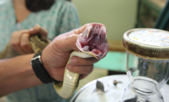 Crotalus simus. Cascabel. Animal en un proceso de extracción de veneno.