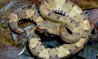 Porthidium porrasi. Photo by Alejandro Solorzano