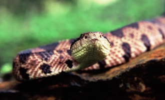 Snakes