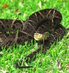 Bothrops asper.