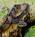 Lachesis stenophrys.