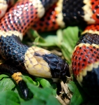 allen’s coral snake