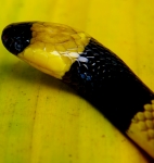 Micrurus mosquitensis.