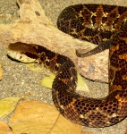 Atropoides picadoi, photo by Alejandro Solorzano