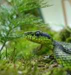 Bothriechis nigroviridis, foto por Aaron Gómez