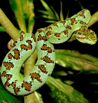 Bothriechis supraciliaris, foto por Alejandro Solorzano