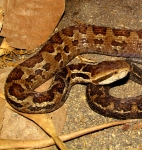 Cerrophidion sasai, foto por Alejandro Solorzano