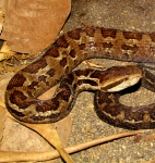 Cerrophidion sasai, foto por Alejandro Solorzano