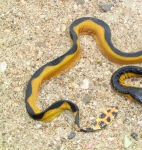 Hydrophis platura, foto por Alejandro Solorzano